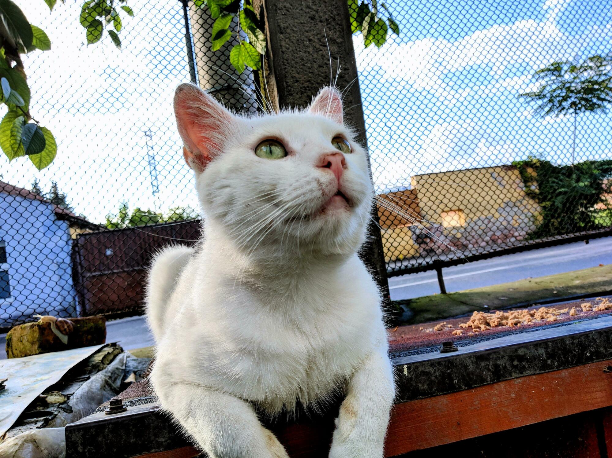This Handsome Boy Always Puts Bite Marks on Me. Hes One of the Many Cats of Our Neighborhood, All Raised by a Granny. I Love Him.