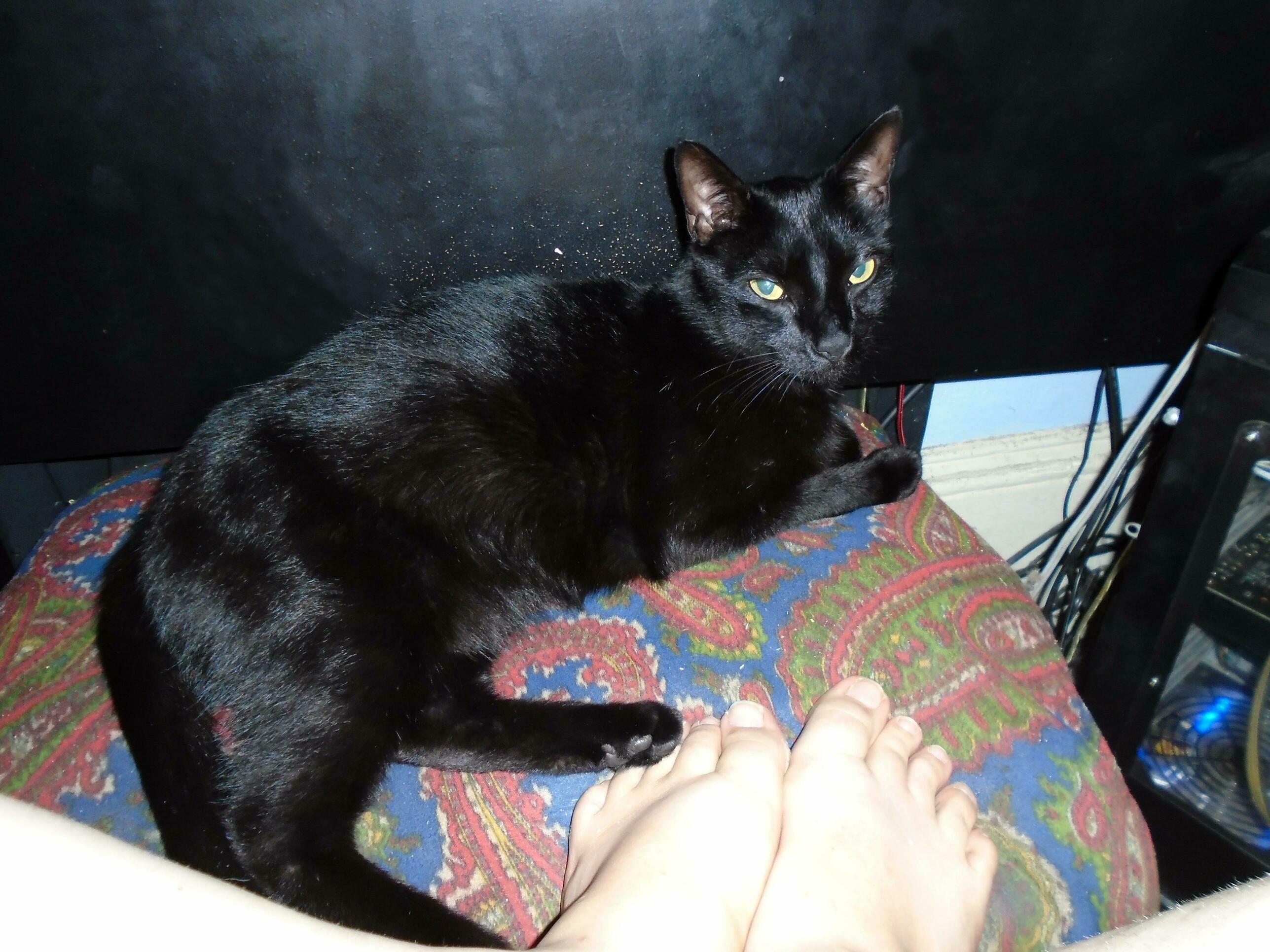 This Is All the Foot Rest I Am Allowed, or I Get Toes Bitten Off...
