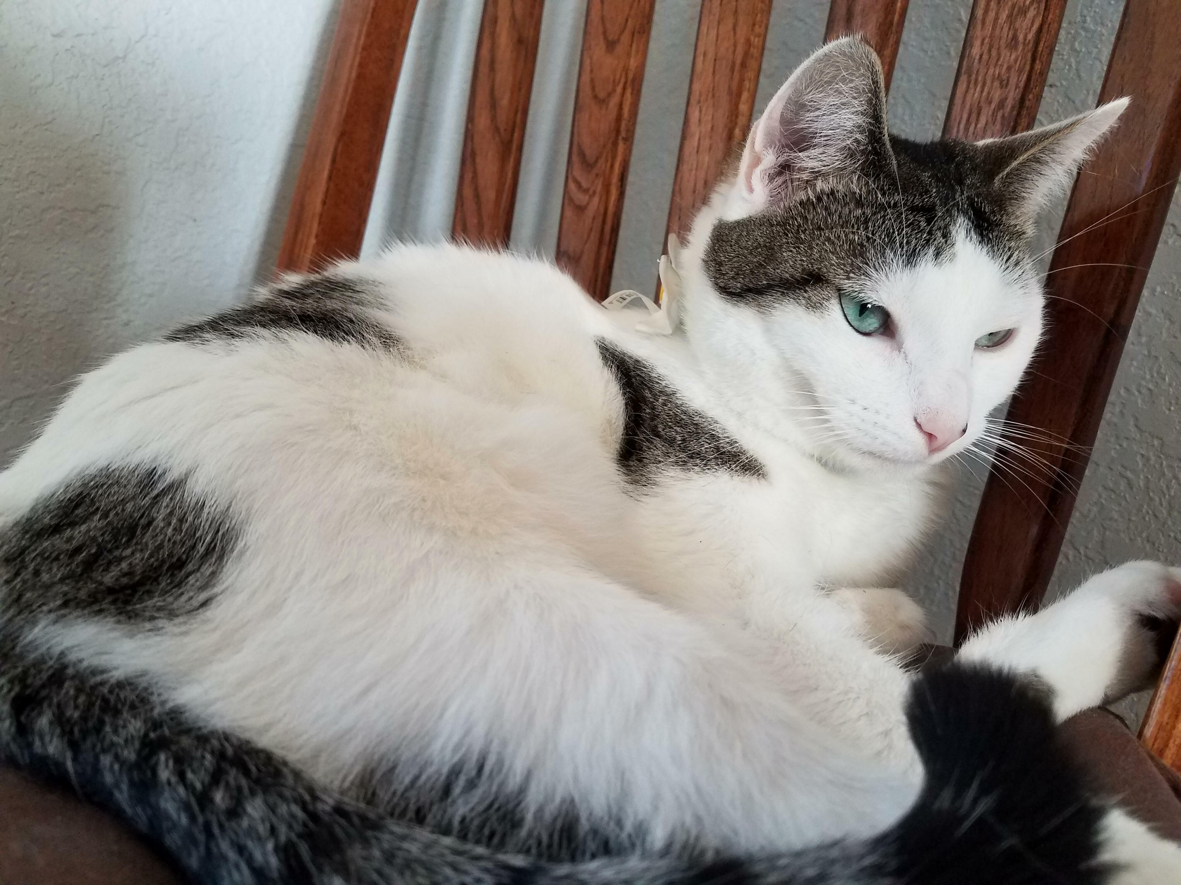 This Is Her Chair for Sunbathing. She Will Let Everyone Know If Someone Else or Another Cat Is on It.