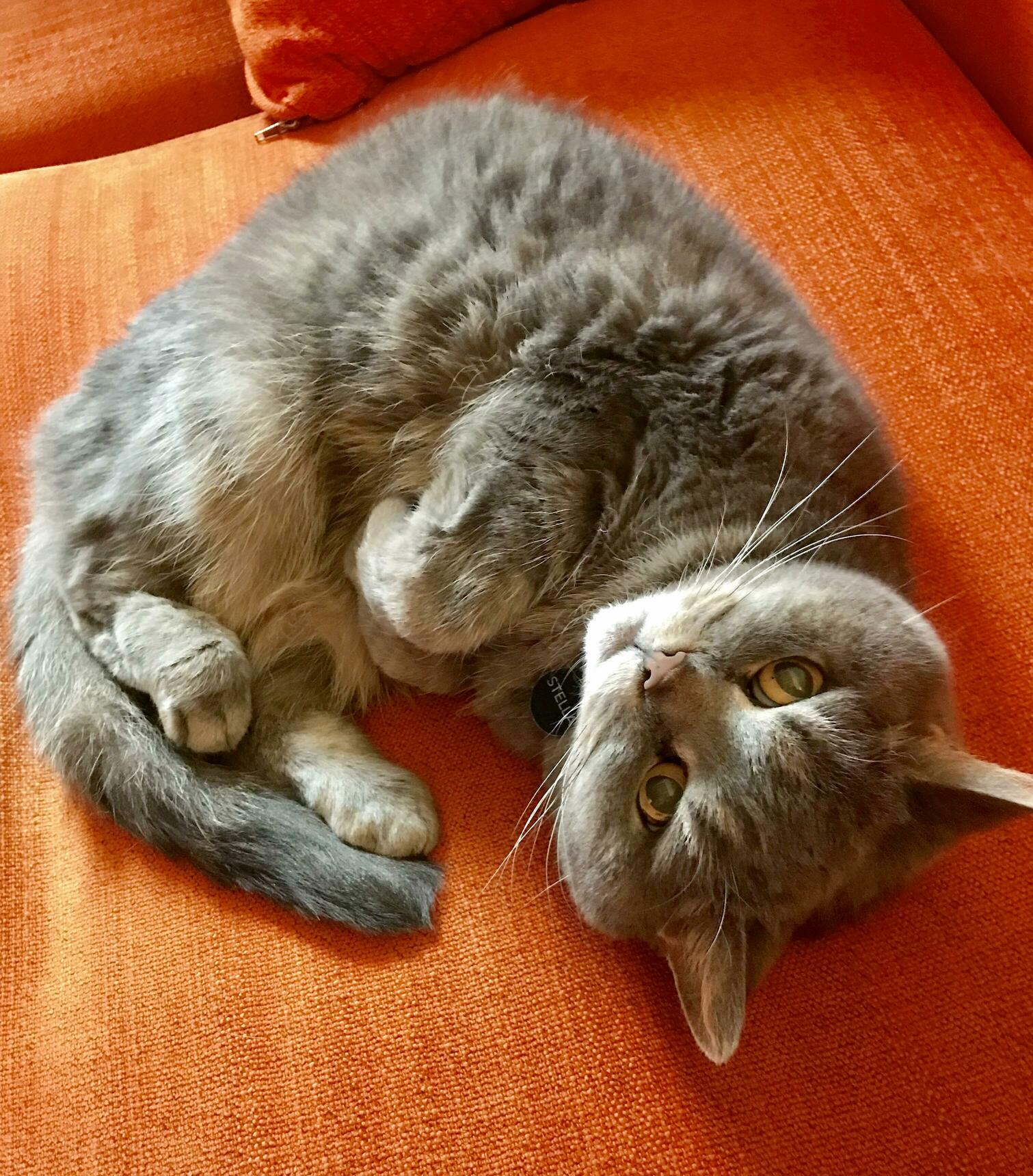 This Little Grump Has a Vet Checkup Today. Heres Hoping She Doesnt Murder Me