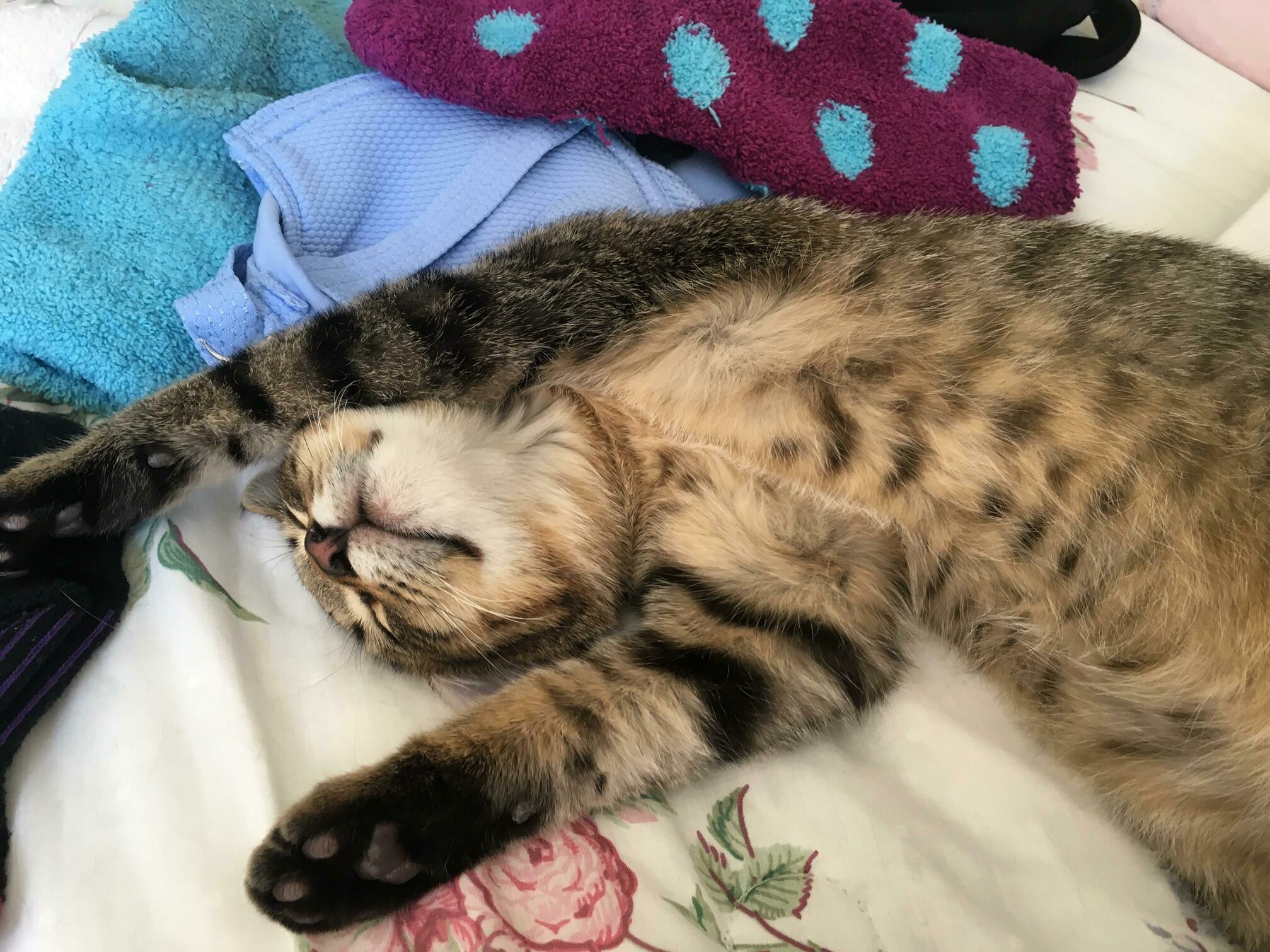 Thunder Taking an Afternoon Nap