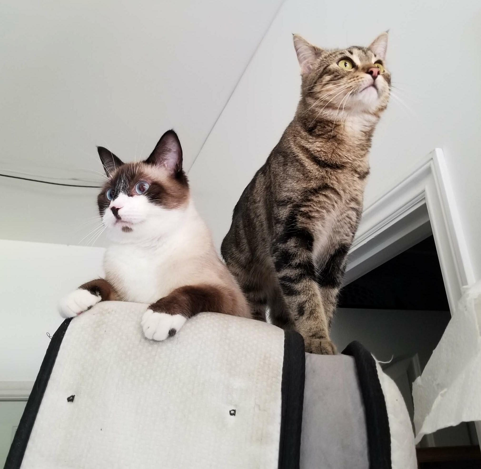Tracer and Winnie (Winston) Like My New Mattress