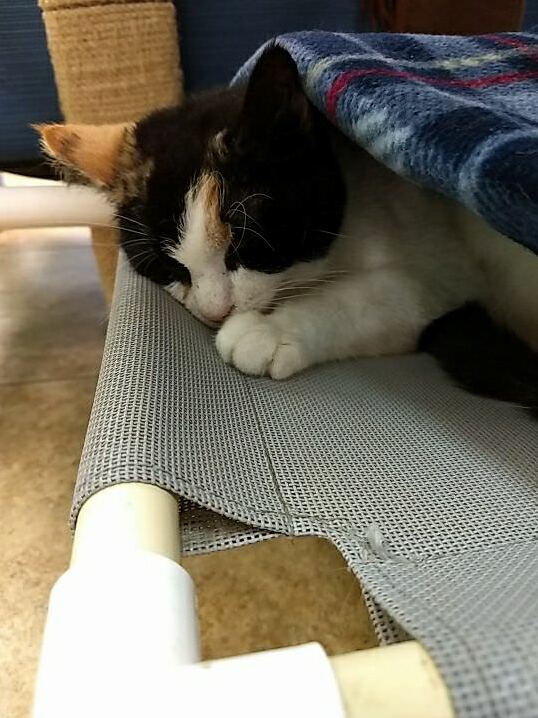 Unexpectedly Had to Say Goodbye to This Sweet Little Girl Today. Savoy Wasnt the Most Social, but She Was Loved from the Few She Trusted