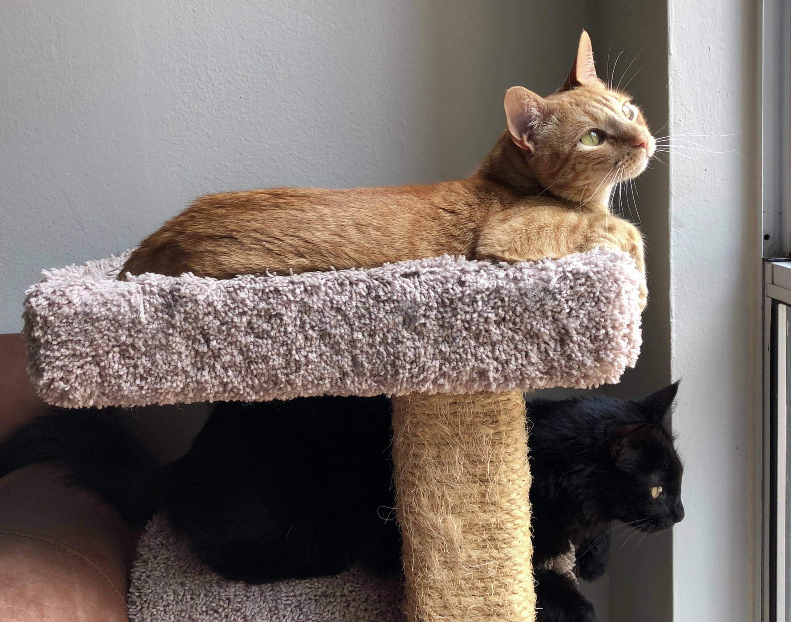 Watching Birdies