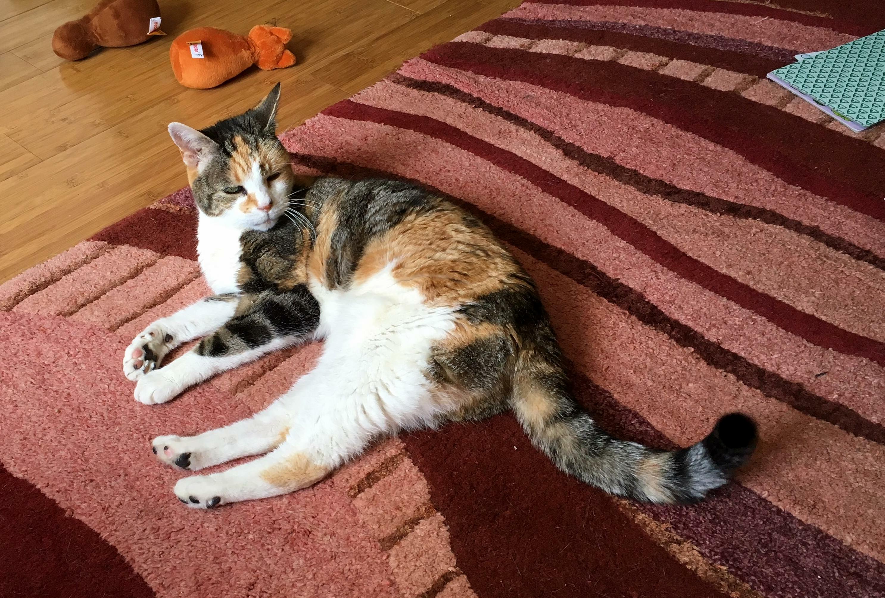 Weve Had Her for 8 Years. She Grew Up with My Kids. Saying Goodbye in 2 Weeks, When We Emigrate. Shes Going to Live with a Friend. Im Still Refusing to Process Leaving Her and Her Brother.