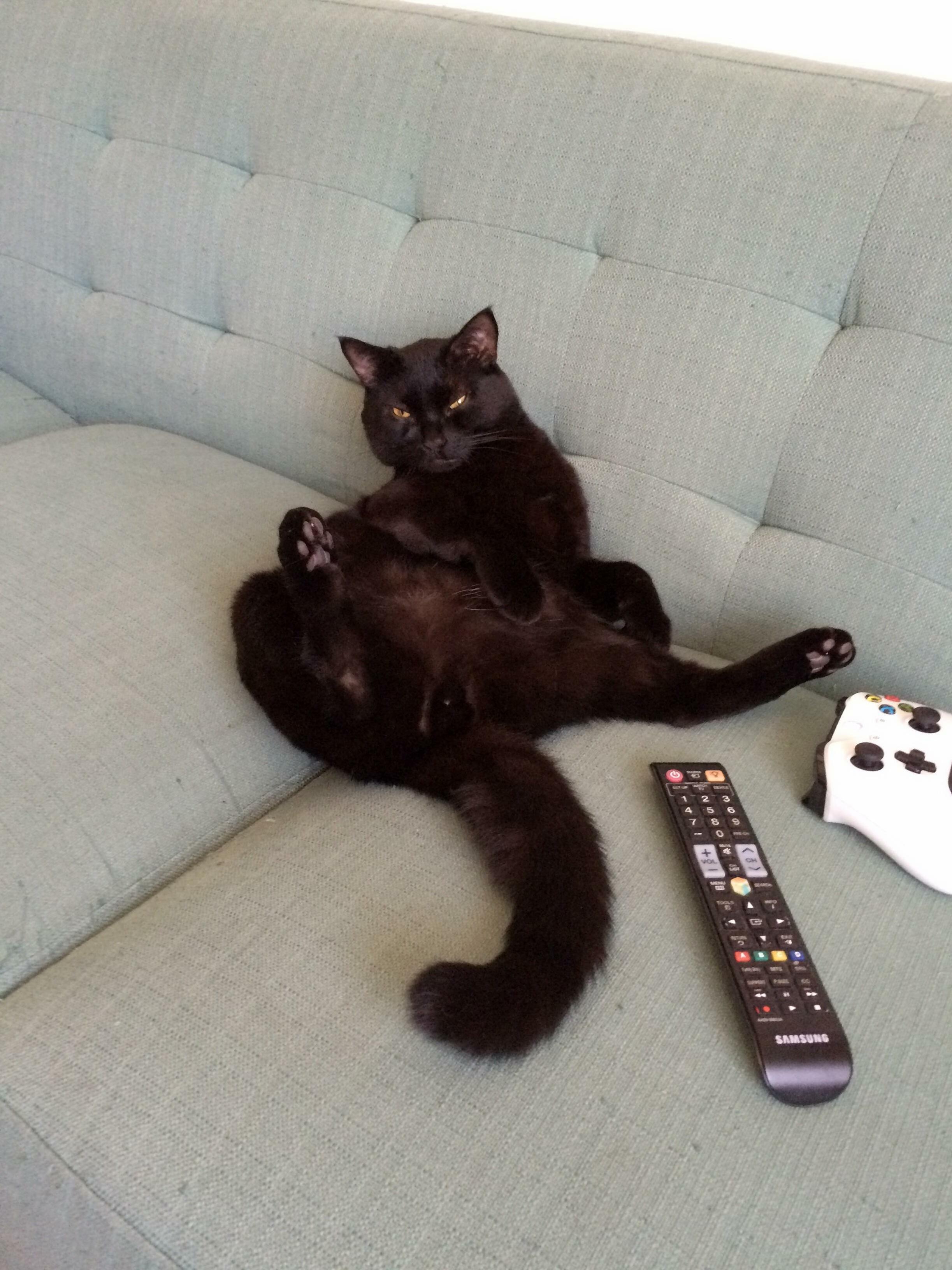 When You Scroll Through Pictures of Majestic Kitties All Day on and Then Look Over at Your Own Kitty....