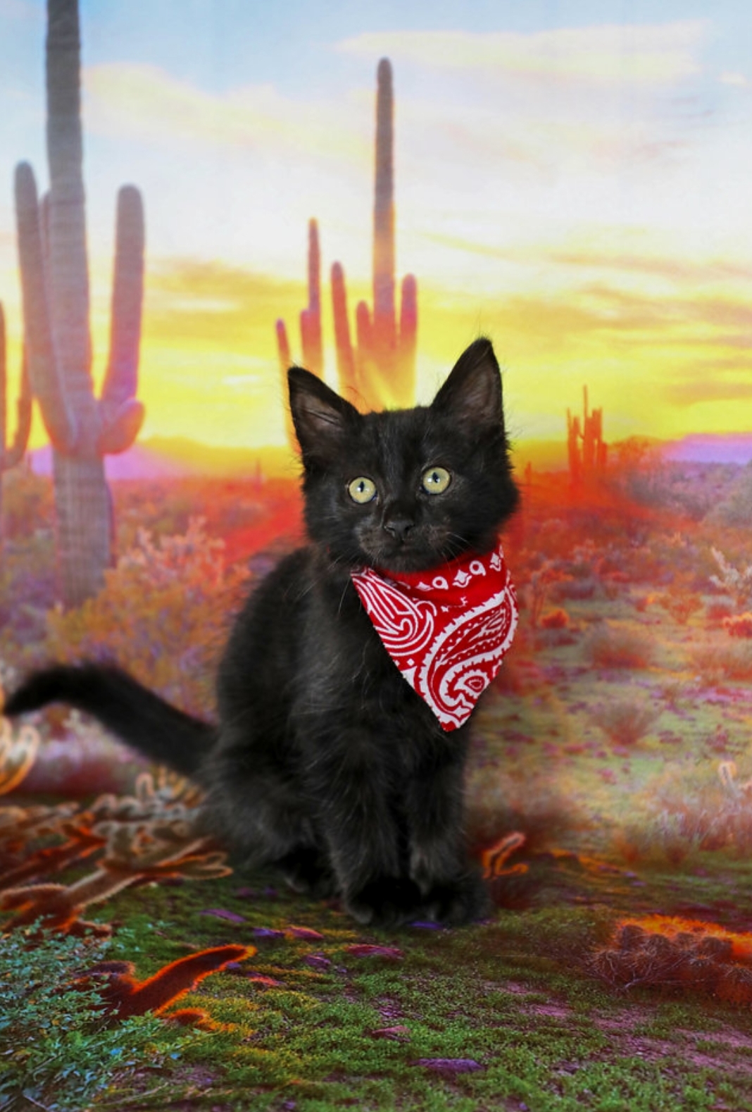 Who Says Black Kitties Arent Photogenic