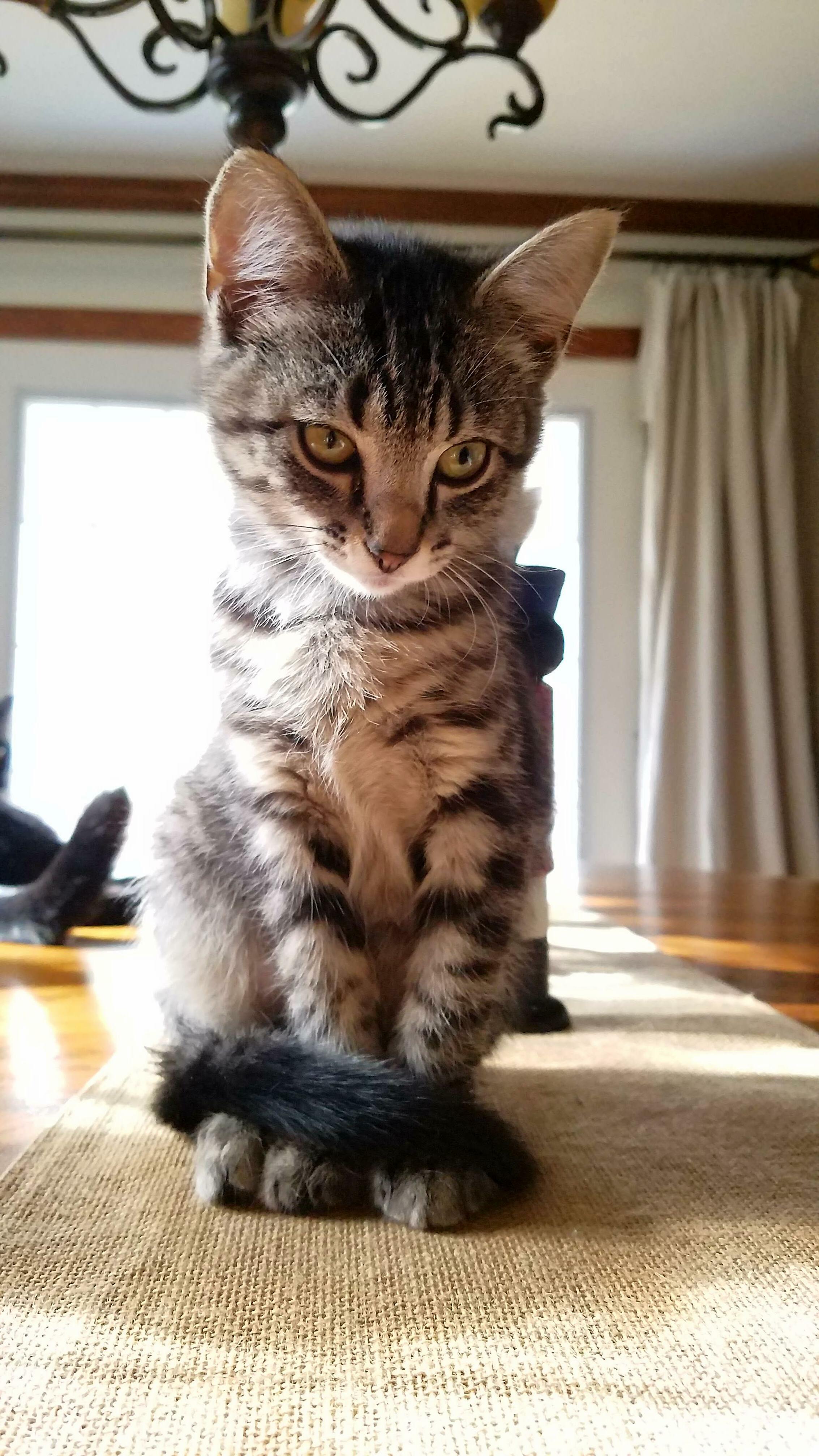 Cute cat example