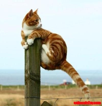 Hang in there!!! | Cute cats HQ - Pictures of cute cats and kittens