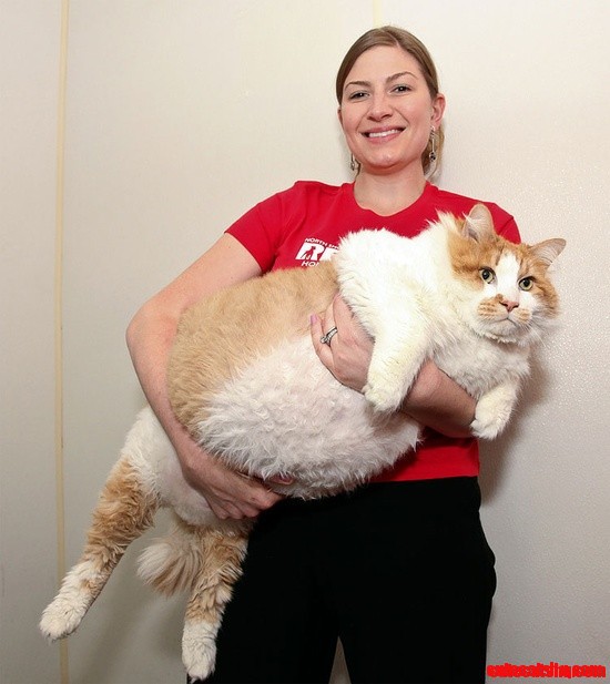 Cute Fat Kitty 103