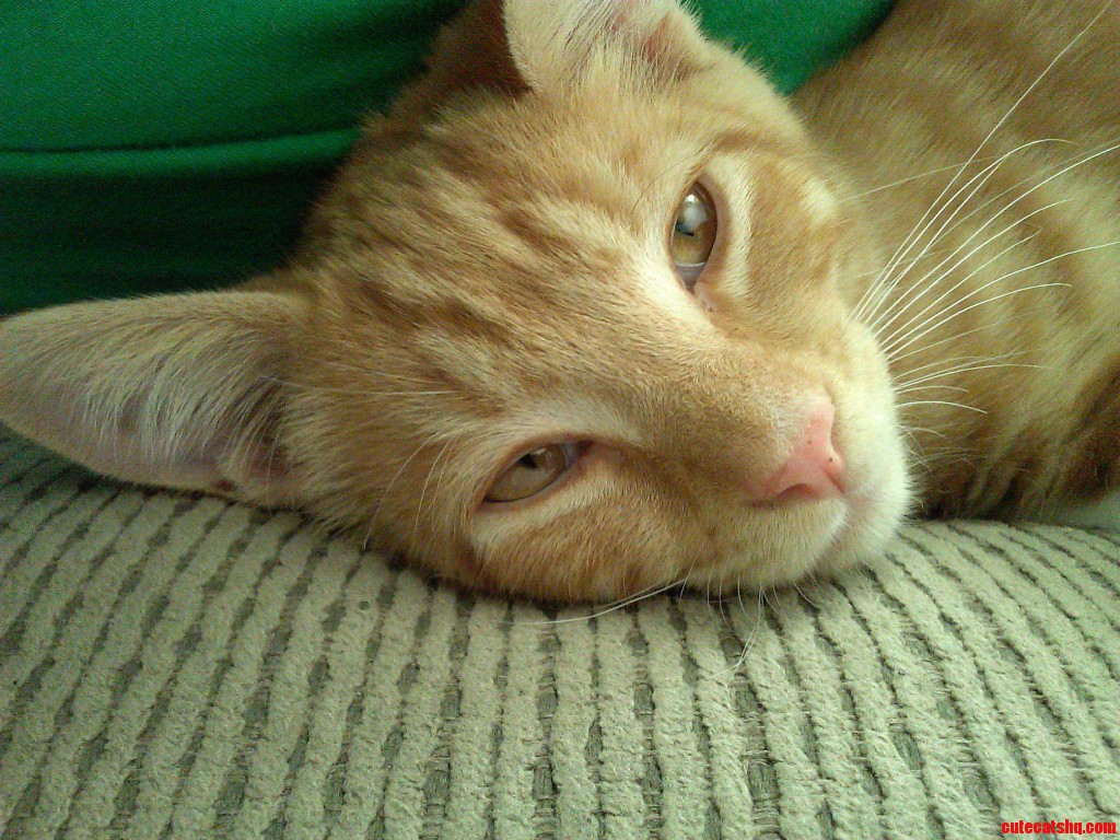 kitty needs his xanax woman Cute cats HQ Pictures of cute cats and