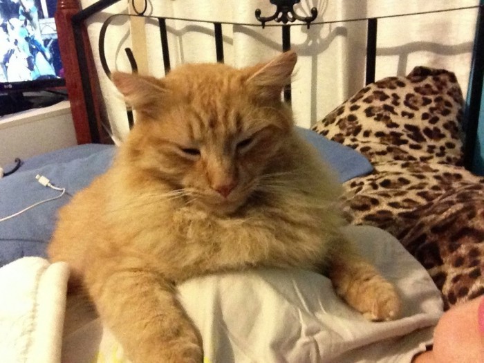 can dogs sense sadness everything is so bubbly cats hq free pictures of cats and photo of can dogs sense sadness everything is so bubbly cats hq free pictures of cats and photo of
