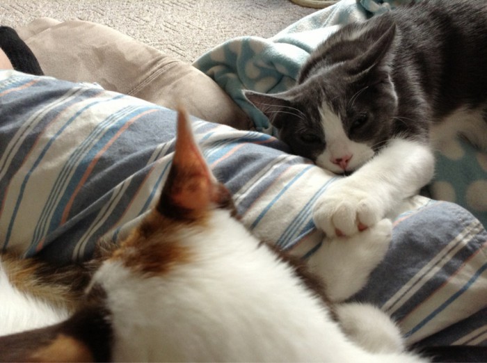 Take care with candles around cats during the holidays Cute cats HQ