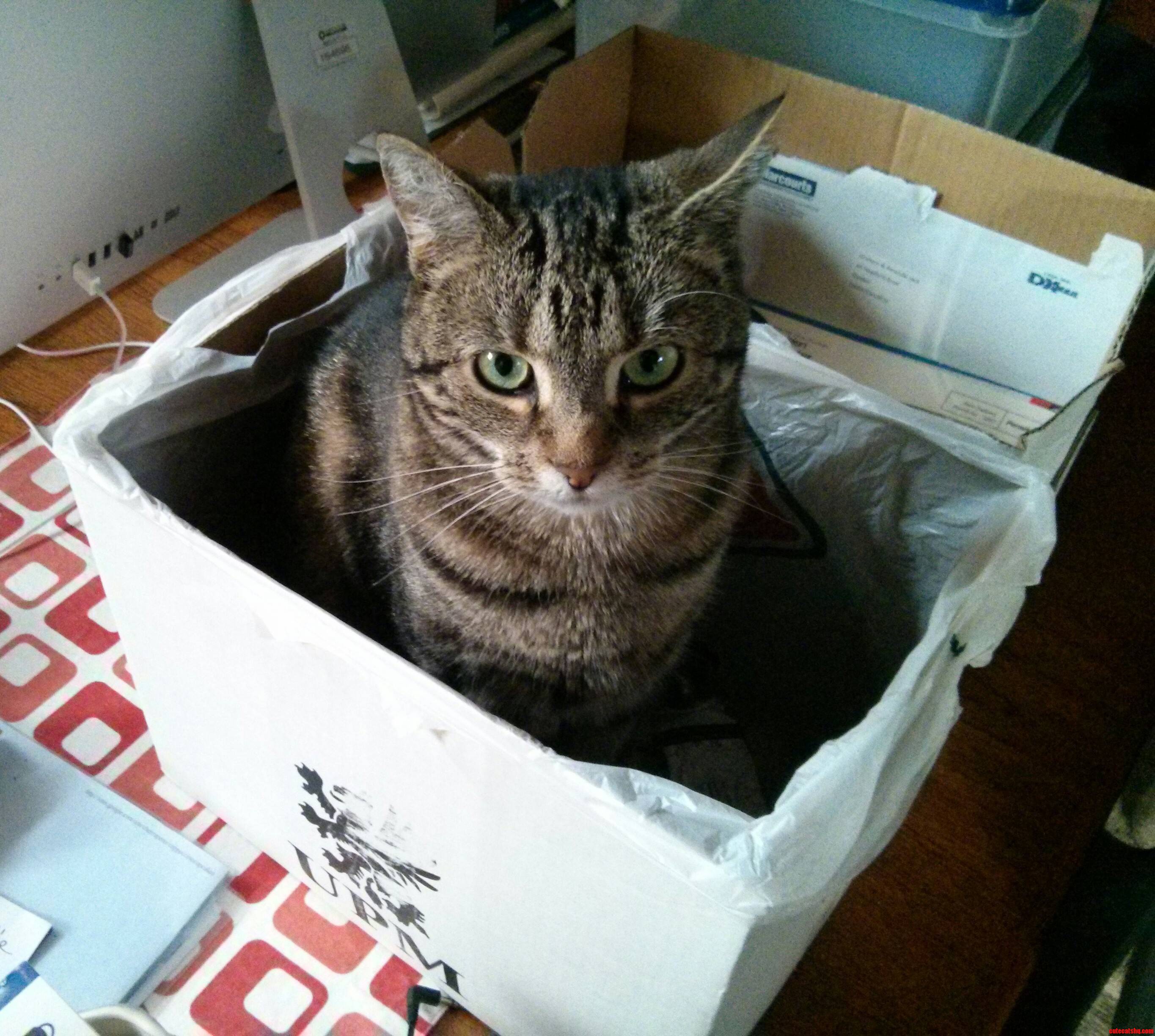 A Cat In A Bag In A Box. She Sits There For Hours…