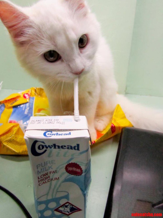 Although Necessary For Kittens To Survive  Milk Should Not Be Given To Adult Cats Because They No Longer Produce Enough Of An Enzyme Called Lactase.
