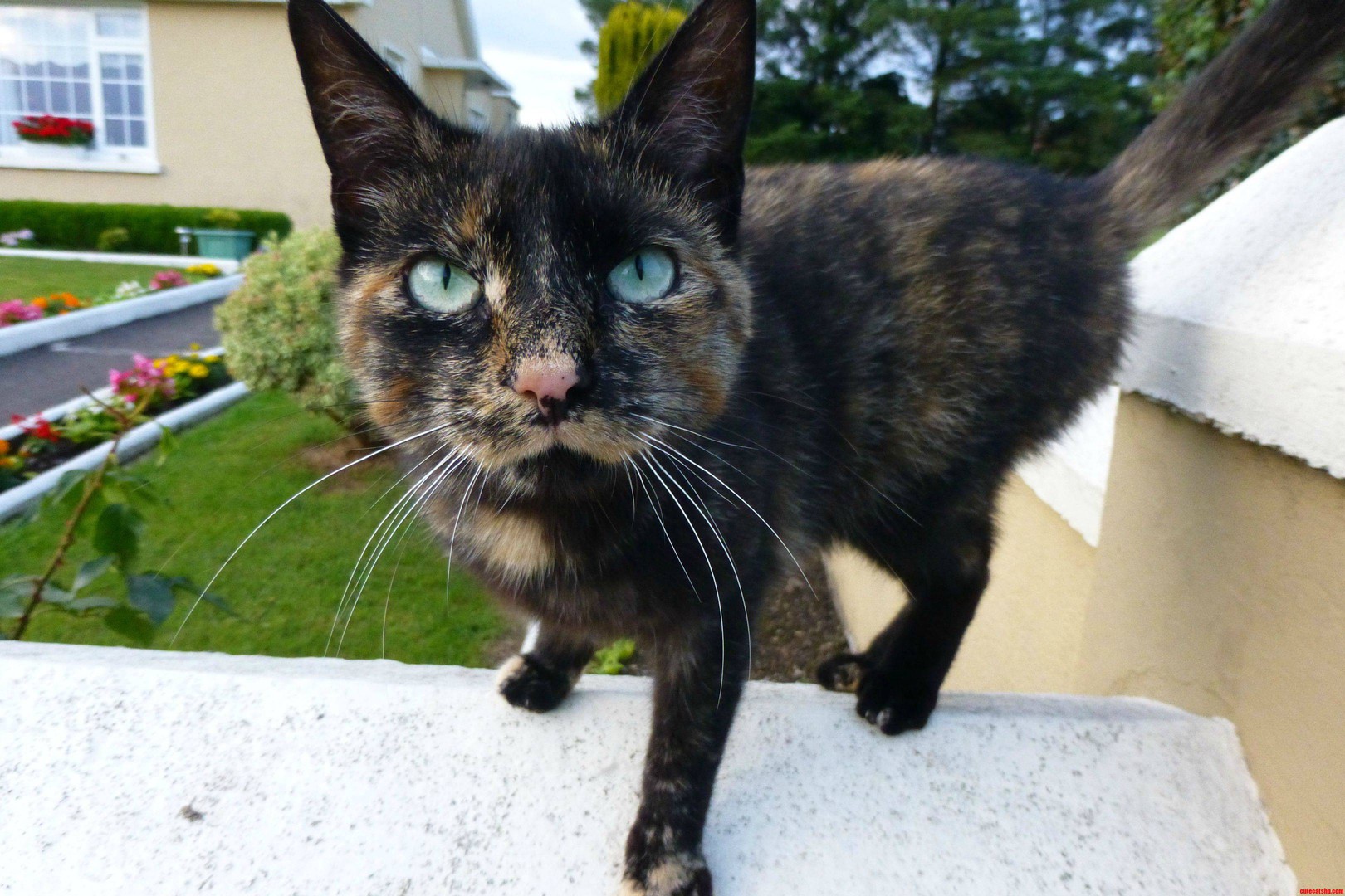 Countryside Cat   Ireland