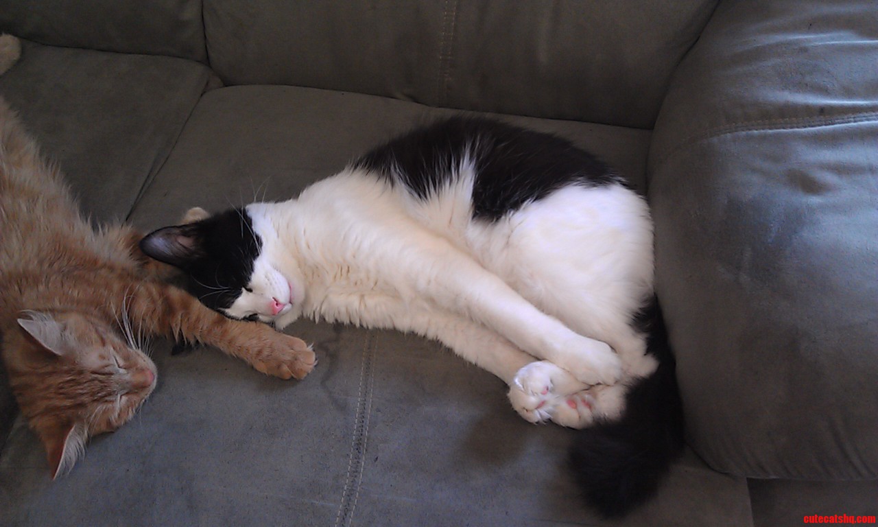 Ginko Always Finds Weird Ways To Sleep.