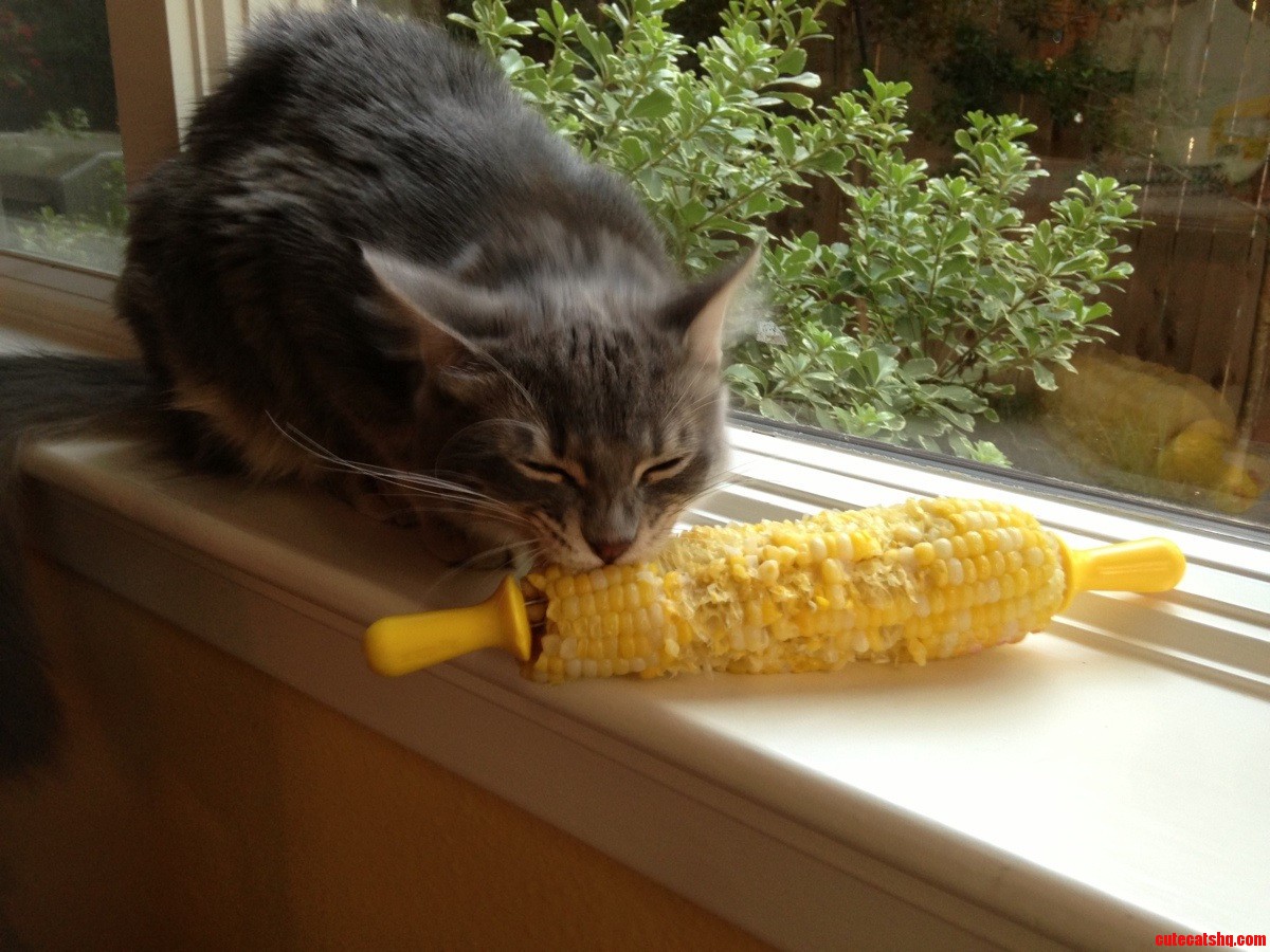 He Has Taken A Liking To Corn