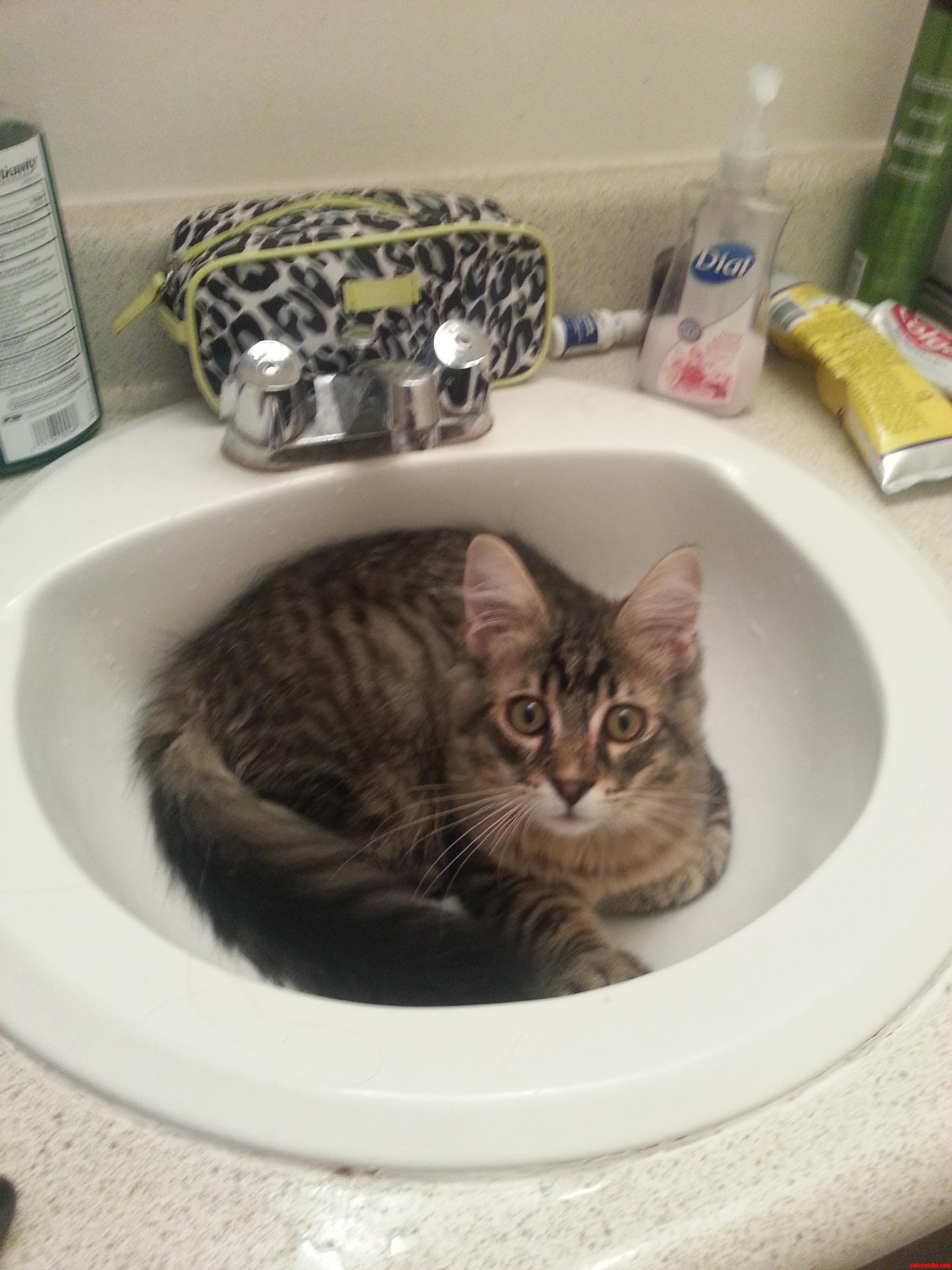 He Sits In The Sink Until I Turn On The Water So He Can Play In It.