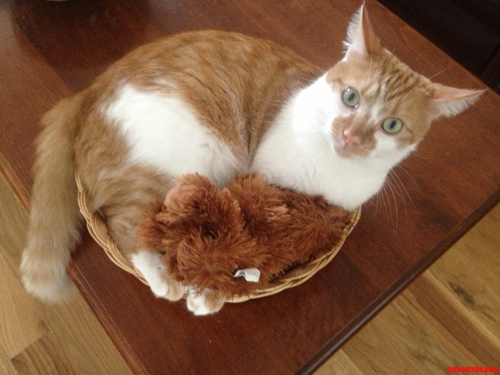 He Takes His Teddy Everywhere  Even Places They Cant Fit Together.