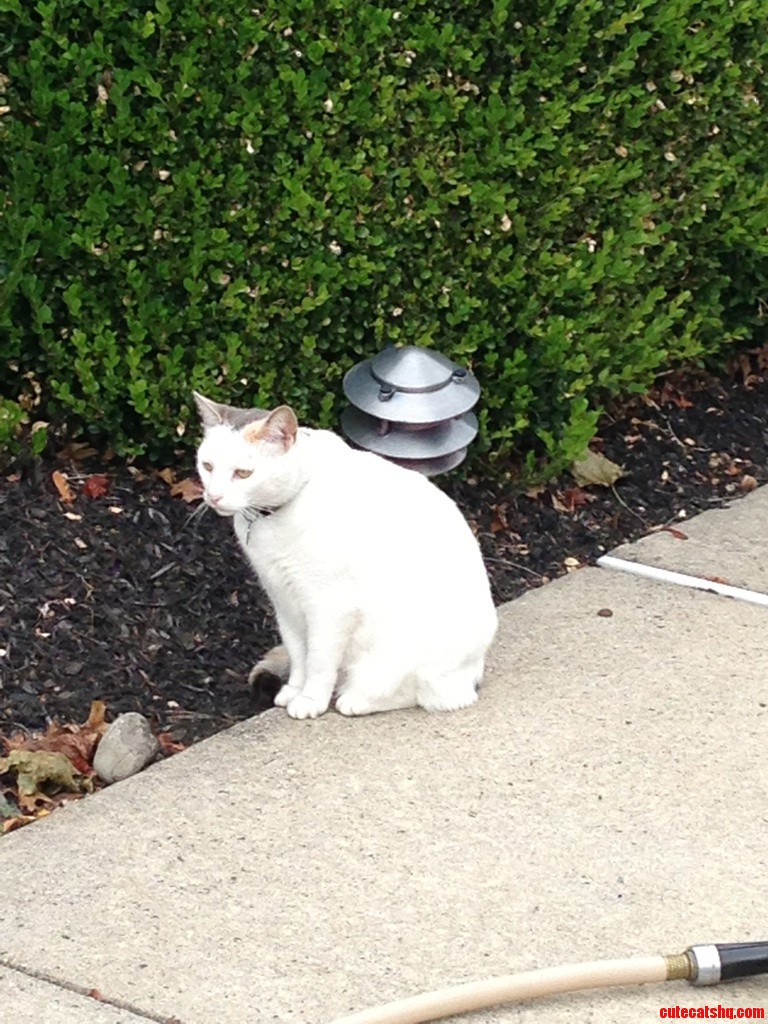 I Thought This Cat Was A Really Good Statue Till It Moved There