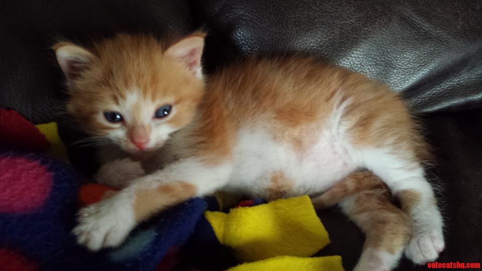 In Two Weeks I Will Pick Up This Little Guy  And Take Him Home. Any Advice For A First Time Kitty Dad Oh  And This Is Archer