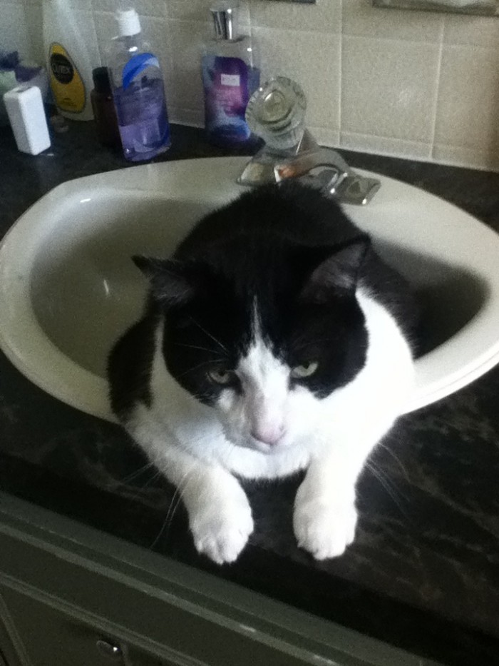 Deep Sleep Cute cats HQ Pictures of cute cats and kittens Free