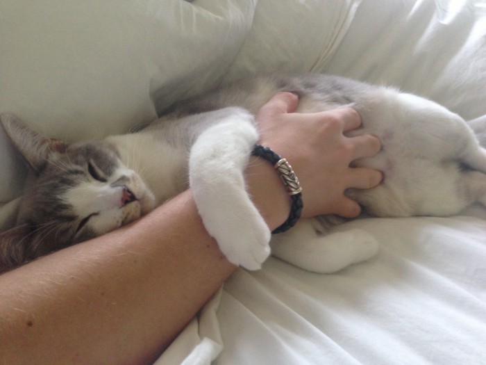 My Deaf Cat Likes To Listen To The Radio. Cute cats HQ Pictures of