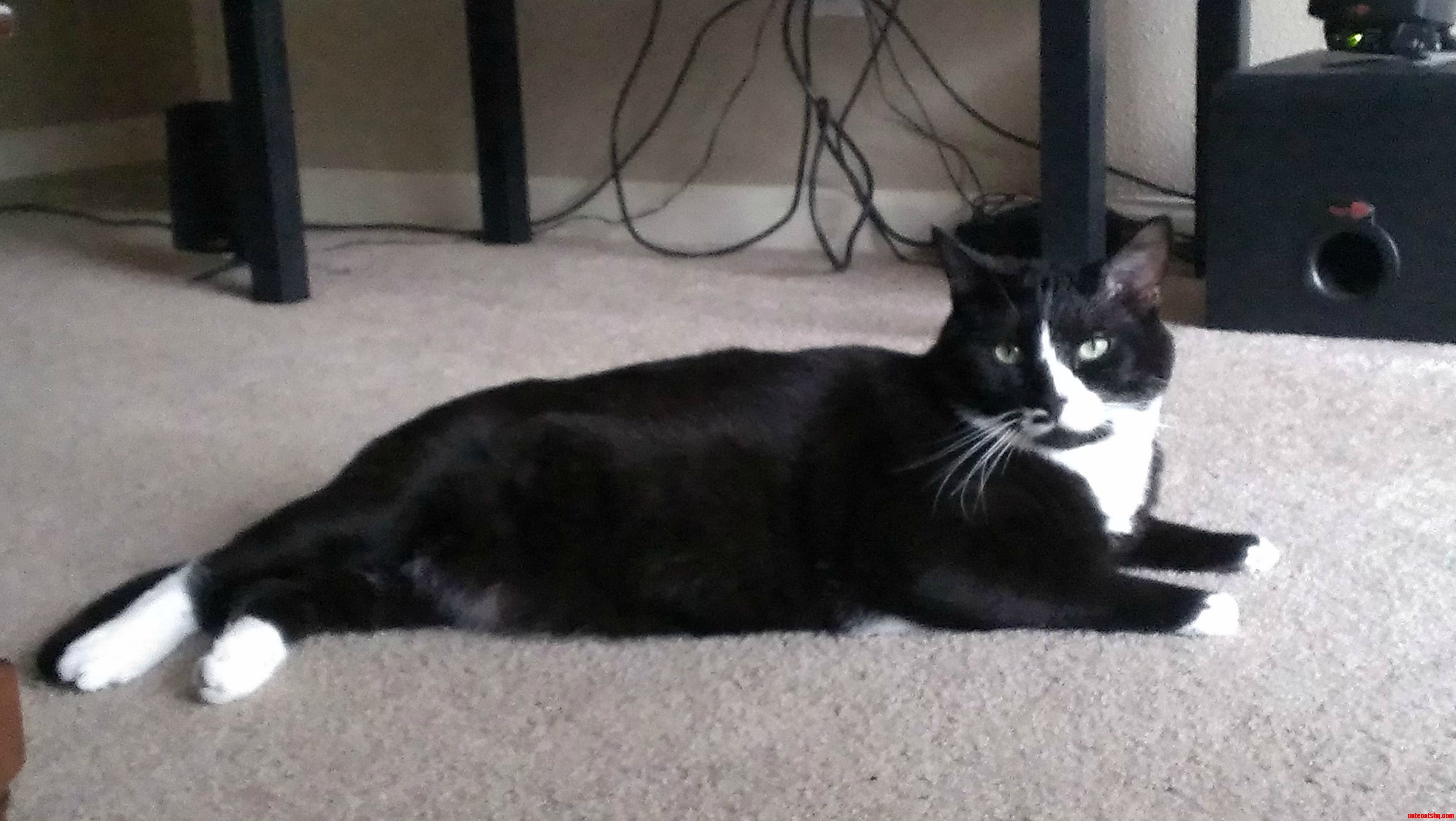 Just Adopted This Handsome Devil. Everyone Meet Fat Albert The 21 Pound Tuxedo Cat