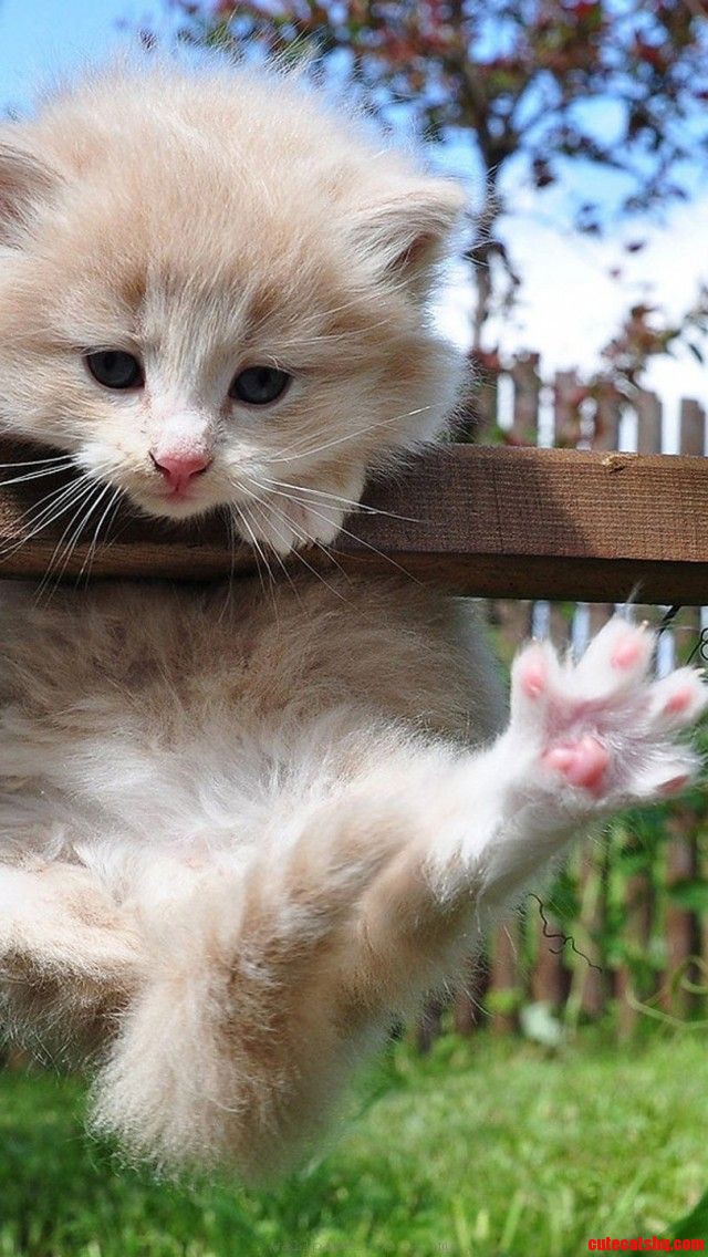 Lovely Cute Kitten Trying To Clim Up 3