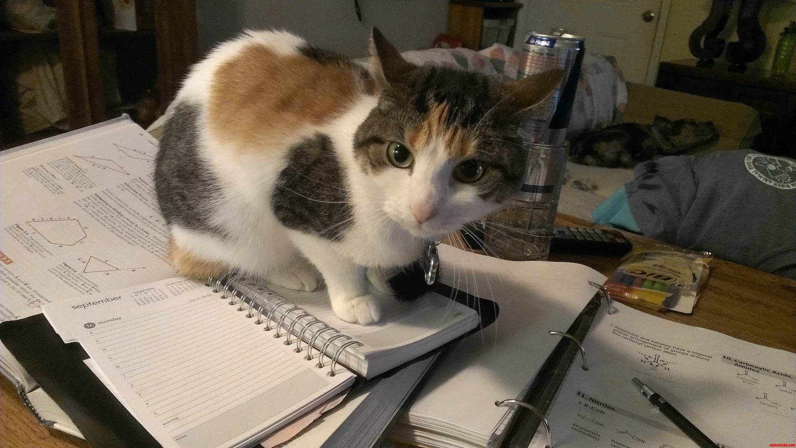 Mcnugget Says No To Homework…Just No…