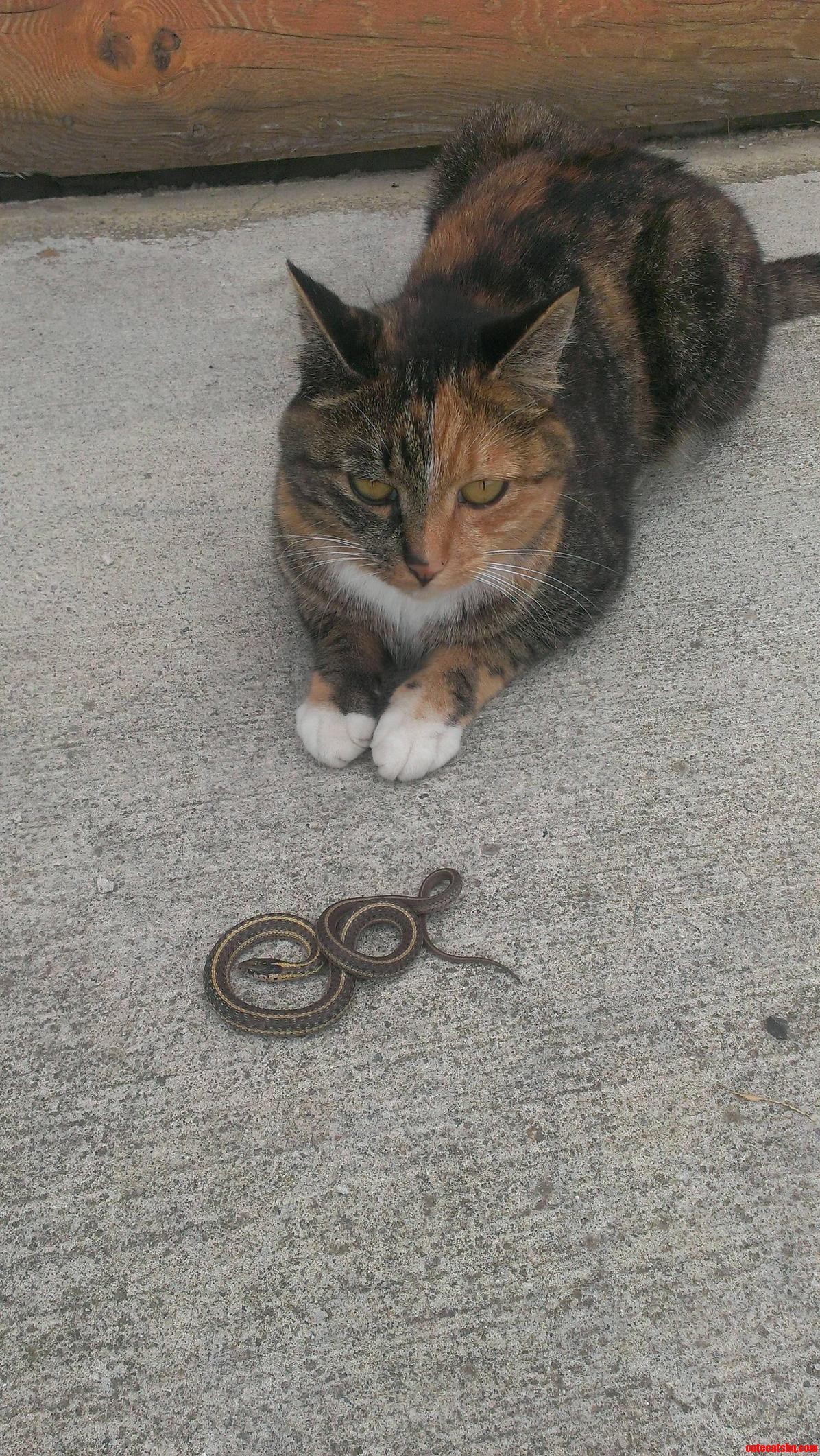 My Cat And Her Prey.