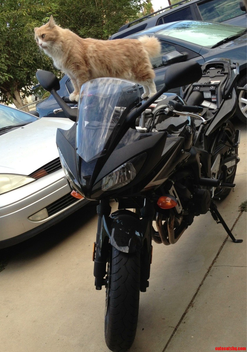 My Cat Kyle Trying To Ride A Motorcycle