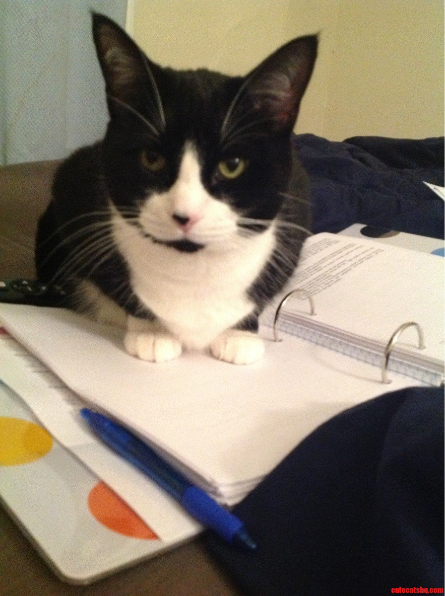 My Cat Says No To Homework.