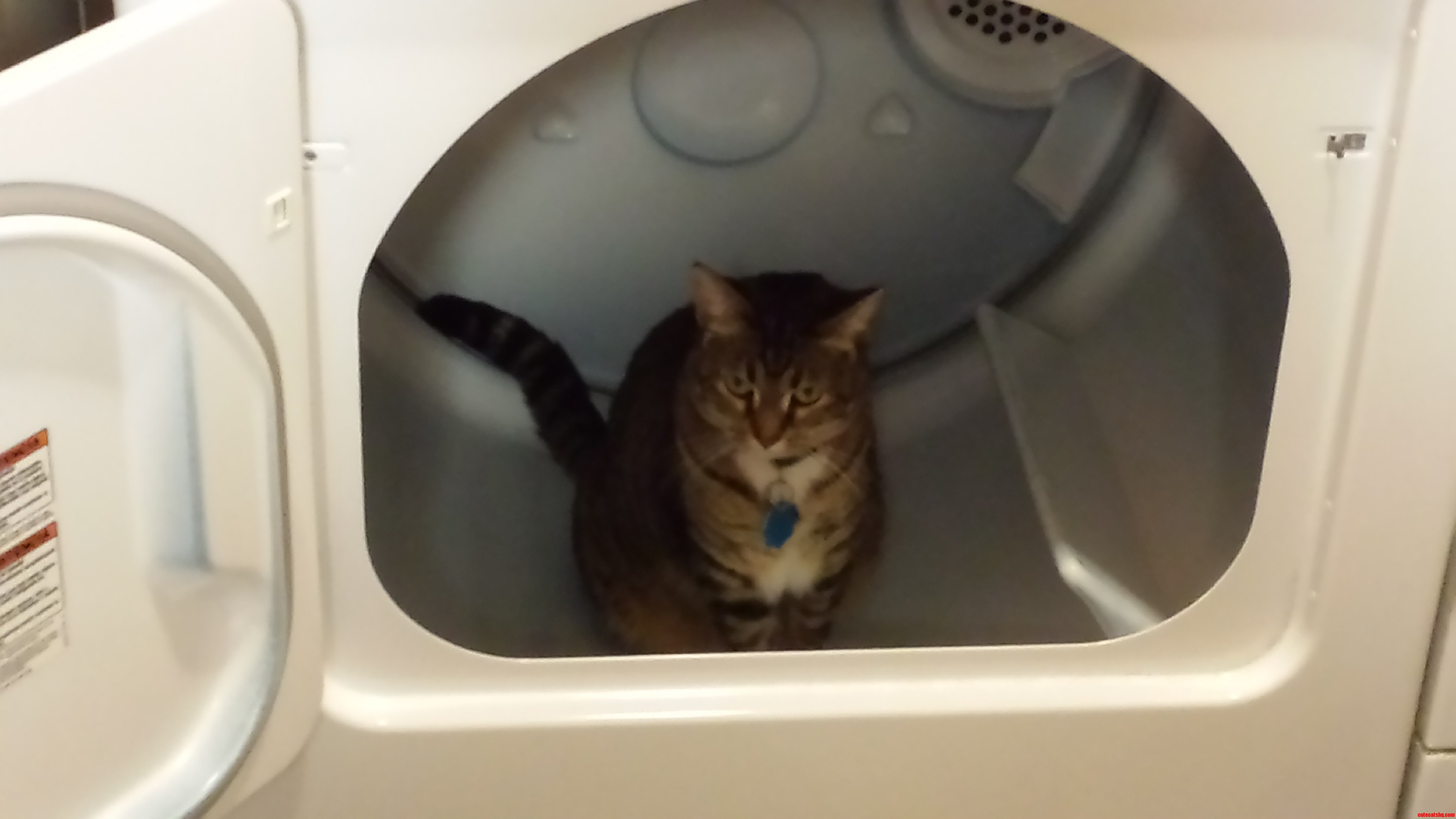 My Cat Sits In The Dryer Every Chance She Can