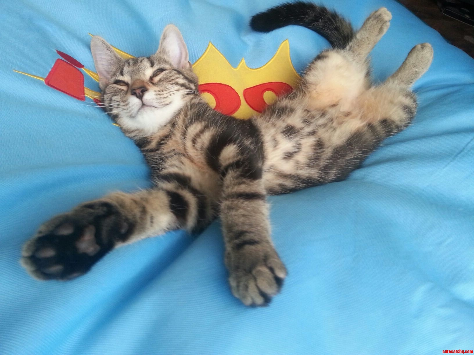 My Cute Cat Loves Laying Like This