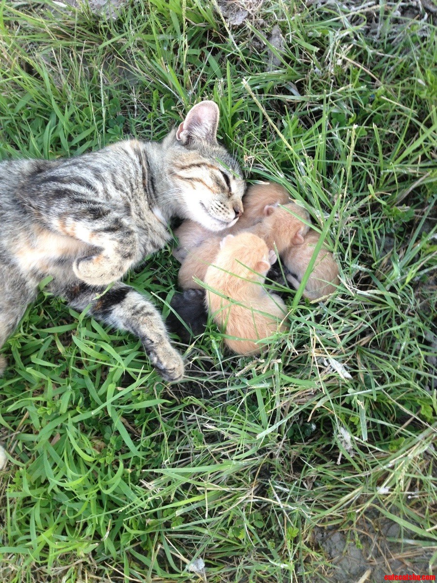 My Farm Cat Gave Us Some Presents