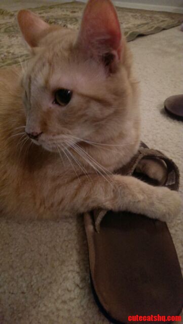 My Friends Cat Is Quite Fond Of My Flip Flops.