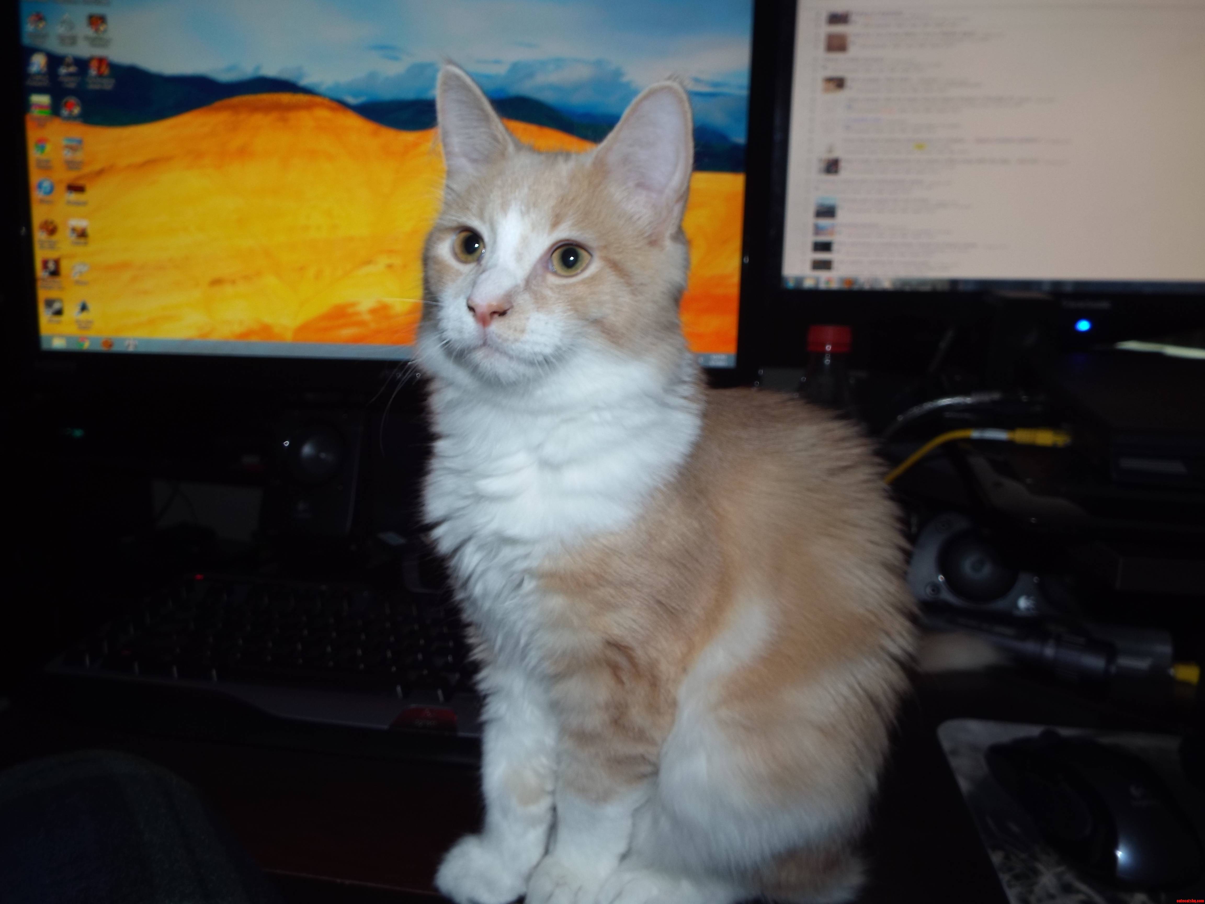 My Kittens Way Of Telling Me To Get Off Computer