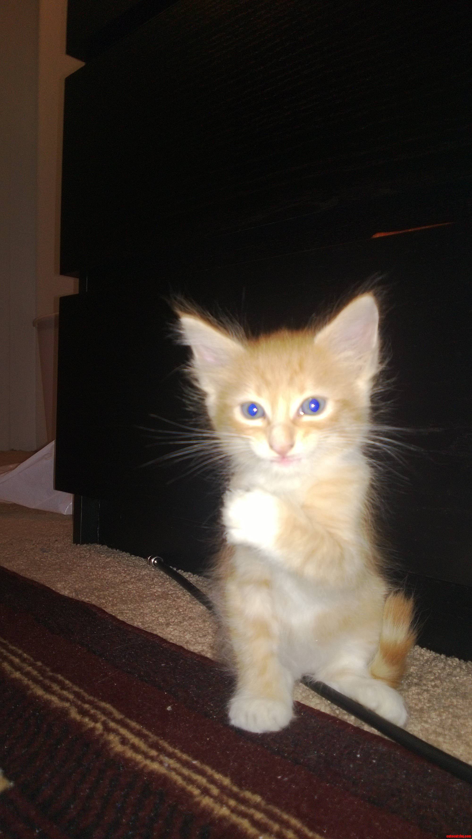My New Kitty. Meet Osiris