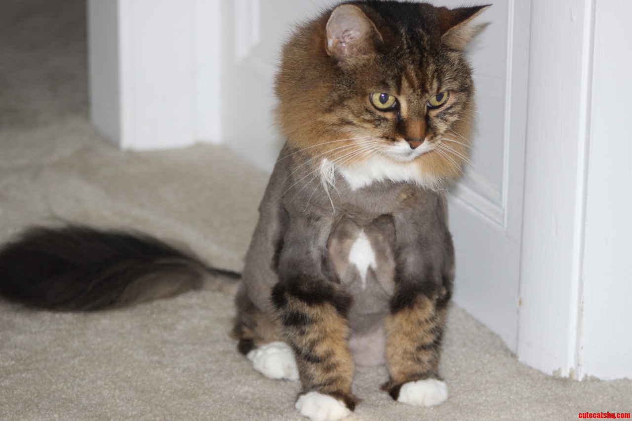 My Sisters Cat Had Knots On Her Fur So She Had To Be Shaved