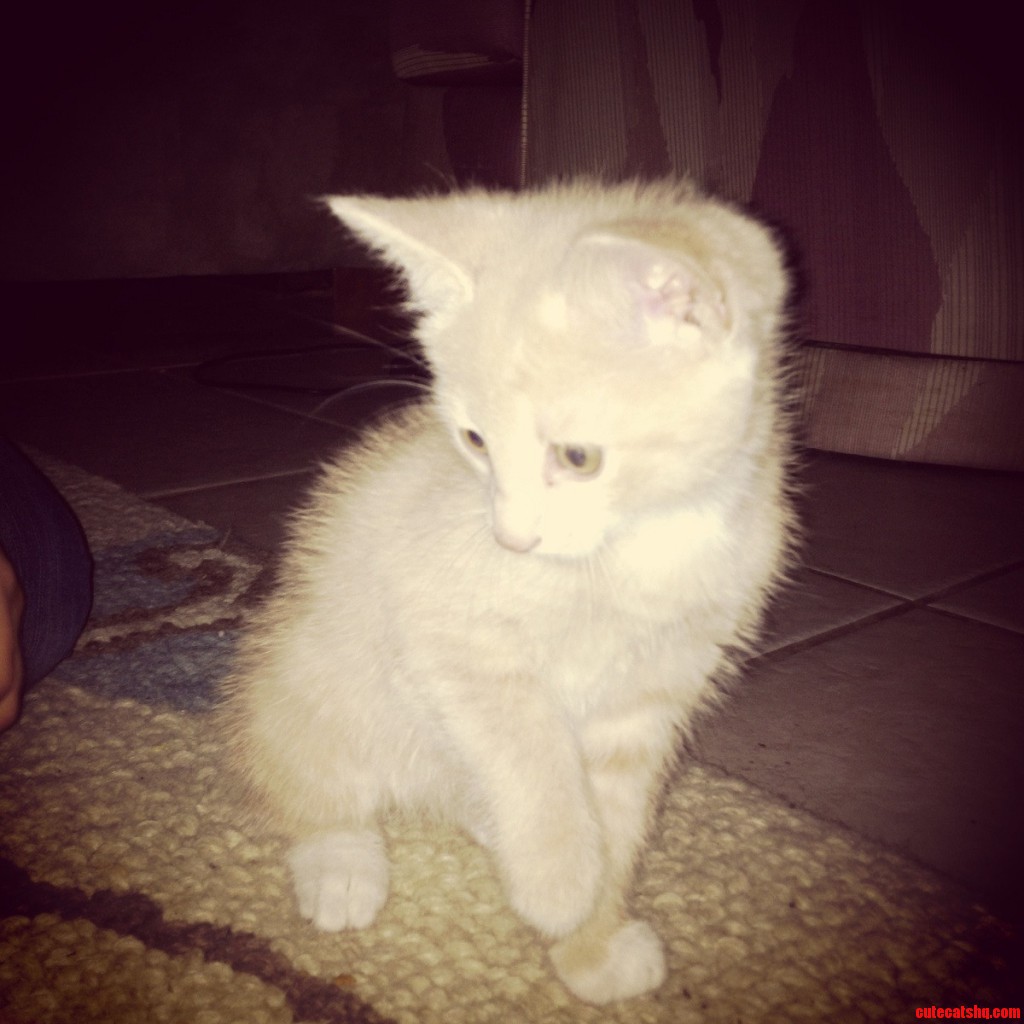 Fotd Do These Colors Go With My Strawberry Blonde Hair Ccw Cute cats