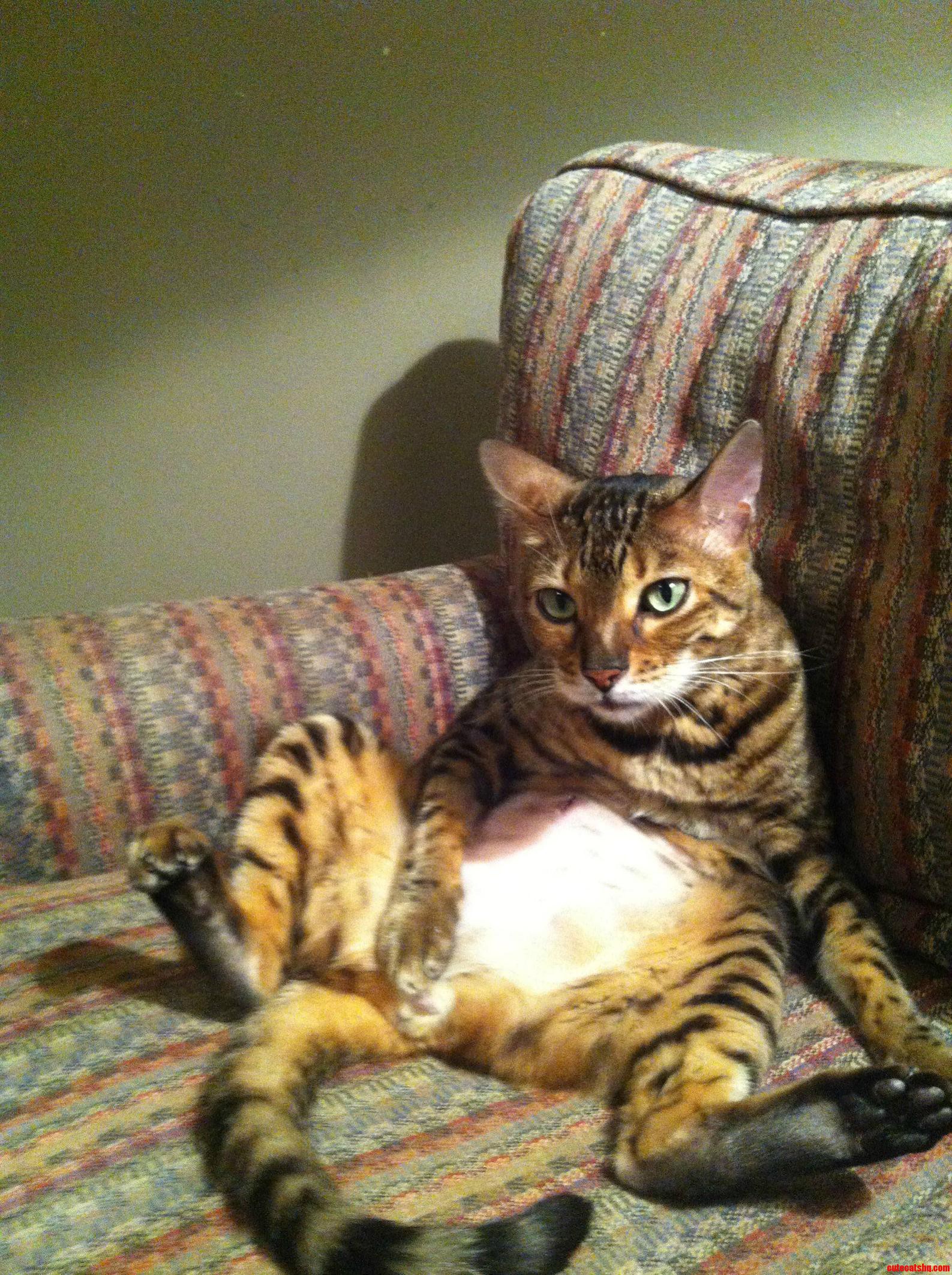Our Friend S Bengal Biscuits.