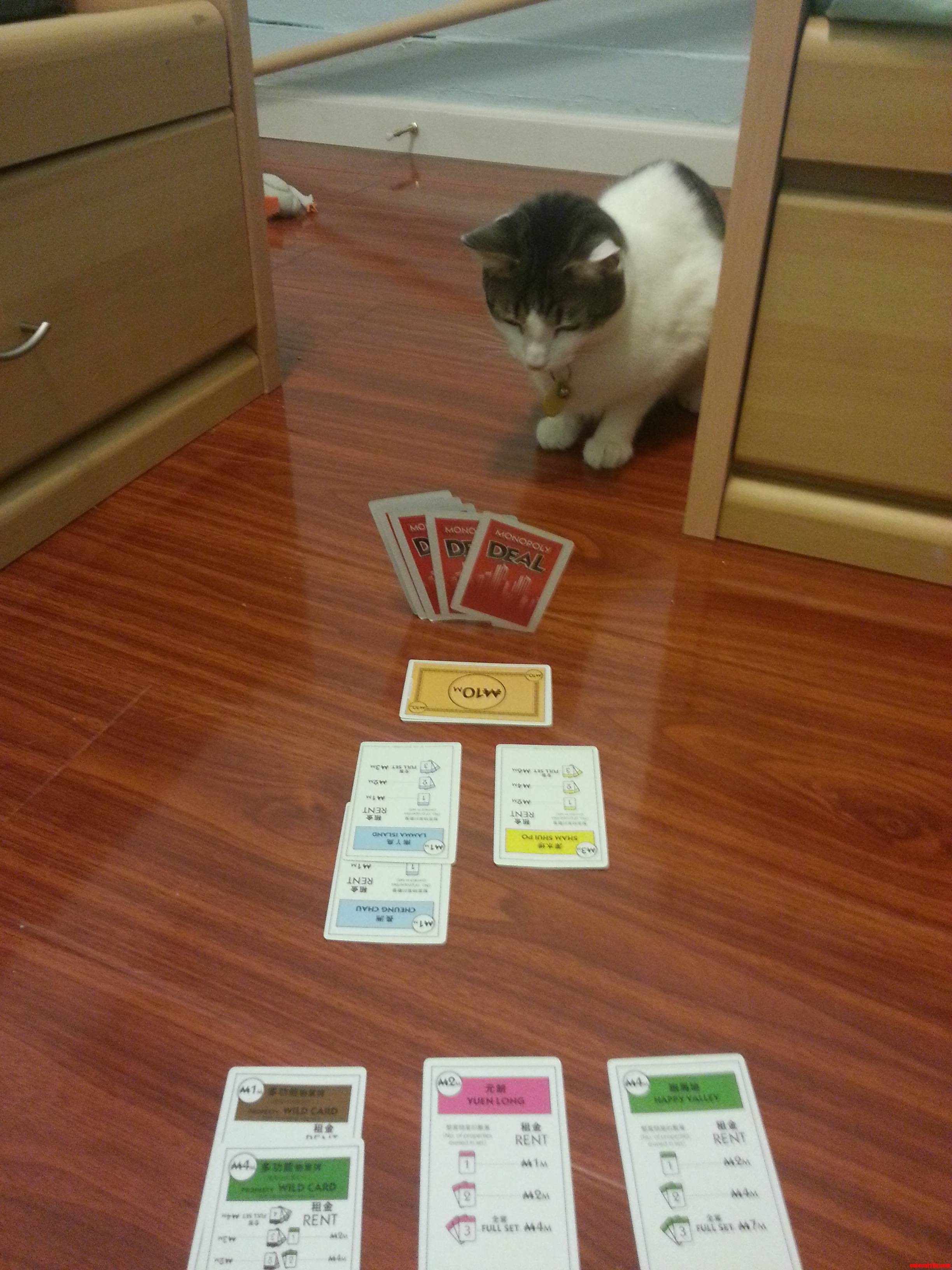 Playing Monopoly Deal With The Cat