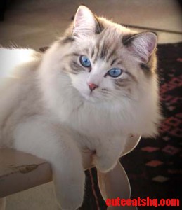 Adult Ragdoll cat