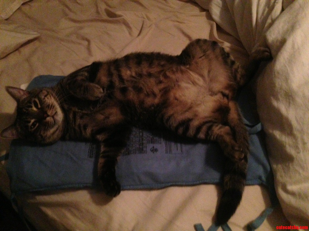 So I Bought A New Heating Pad… Looks Like Im Going To Need Two