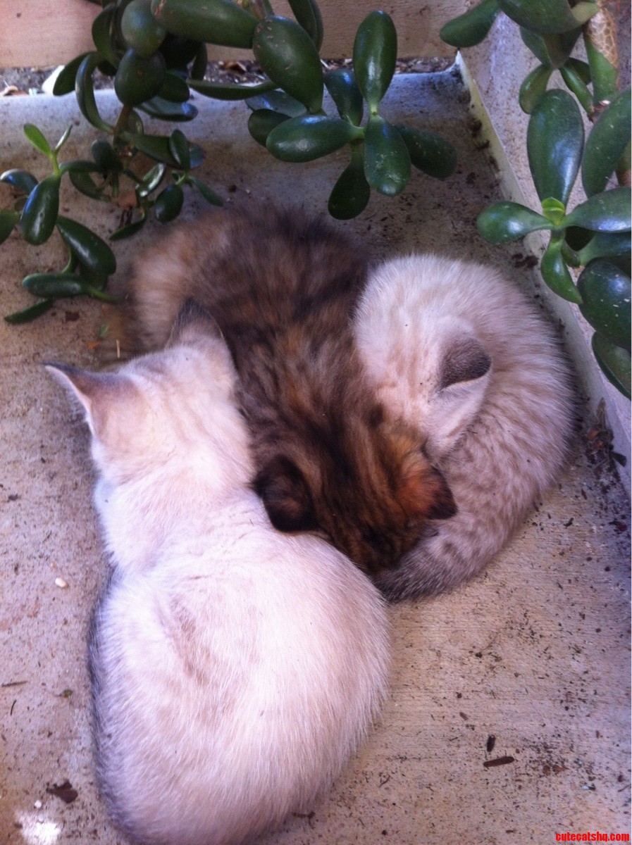 Their Sleepy Little Kittens