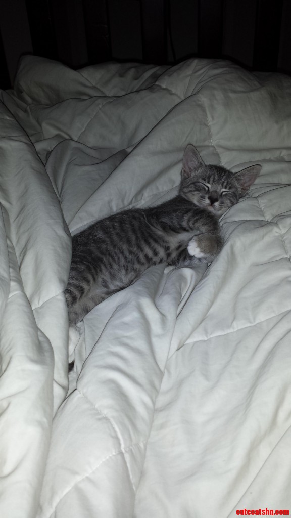 So sleepy kitty Cute cats HQ Pictures of cute cats and kittens Free