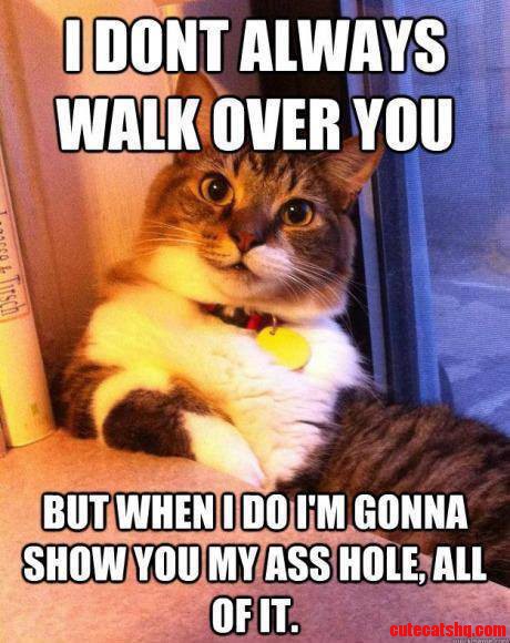 This Was My Old Cat In A Nutshell.
