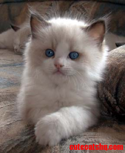 Ragdoll kitten